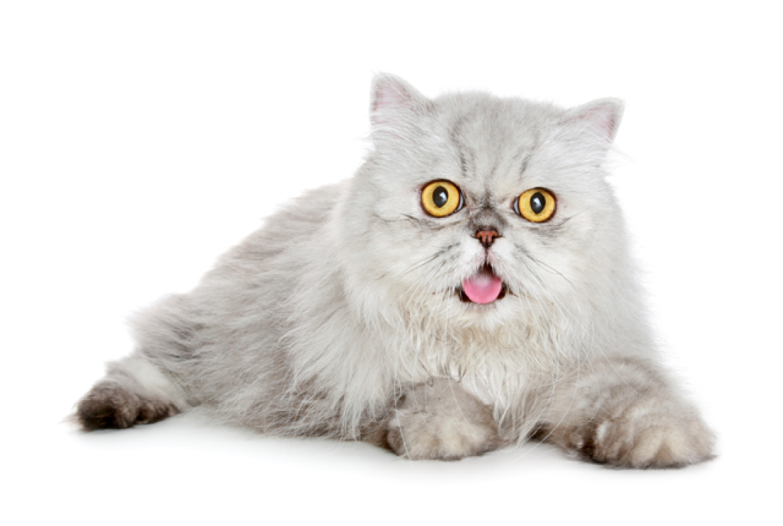 Кошка чихает. Каковы причины? | Belinka - Exotic & Persian Cattery