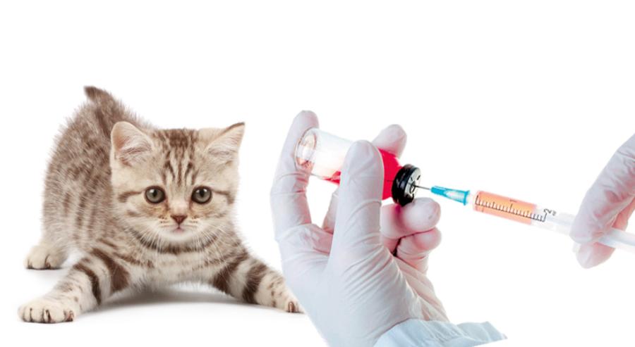 Нужны ли прививки кошкам? | Belinka - Exotic & Persian Cattery